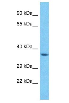 SPSB3 Antibody - SPSB3 antibody Western Blot of HepG2. Antibody dilution: 1 ug/ml.  This image was taken for the unconjugated form of this product. Other forms have not been tested.