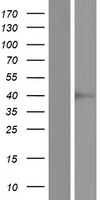 SPSB3 Protein - Western validation with an anti-DDK antibody * L: Control HEK293 lysate R: Over-expression lysate