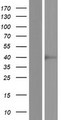 SPSB3 Protein - Western validation with an anti-DDK antibody * L: Control HEK293 lysate R: Over-expression lysate
