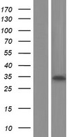 SPSB4 Protein - Western validation with an anti-DDK antibody * L: Control HEK293 lysate R: Over-expression lysate