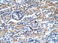 SPT5 / SUPT5H Antibody - SUPT5H antibody ARP33386_P050-NP_003160-SUPT5H (suppressor of Ty 5 homolog (S. cerevisiae)) Antibody was used in IHC to stain formalin-fixed, paraffin-embedded human kidney.  This image was taken for the unconjugated form of this product. Other forms have not been tested.