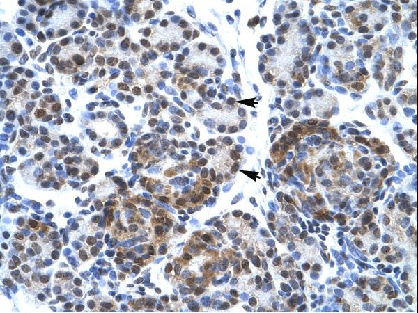 SPT5 / SUPT5H Antibody - SUPT5H antibody ARP33386_P050-NP_003160-SUPT5H (suppressor of Ty 5 homolog (S. cerevisiae)) Antibody was used in IHC to stain formalin-fixed, paraffin-embedded human pancreas.  This image was taken for the unconjugated form of this product. Other forms have not been tested.