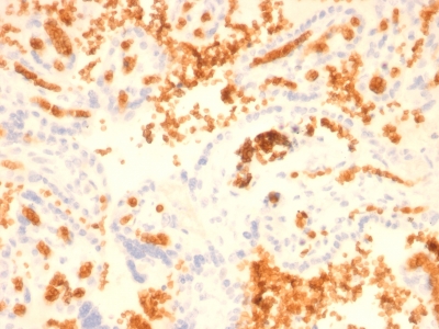 SPTA1 / Alpha Spectrin Antibody - Formalin-fixed, paraffin-embedded Human Placenta stained with Spectrin alpha 1 Mouse Recombinant Monoclonal Antibody (rSPTA1/1833).