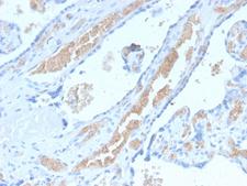 SPTA1 / Alpha Spectrin Antibody - Formalin-fixed, paraffin-embedded human Pancreas stained with Spectrin alpha 1 Rabbit Recombinant Monoclonal Antibody (SPTA1/2939R).