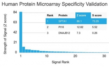 SPTA1 / Alpha Spectrin Antibody - Analysis of HuProt(TM) microarray containing more than 19,000 full-length human proteins using SPTA1 antibody (clone SPTA1/1810). These results demonstrate the foremost specificity of the SPTA1/1810 mAb. Z- and S- score: The Z-score represents the strength of a signal that an antibody (in combination with a fluorescently-tagged anti-IgG secondary Ab) produces when binding to a particular protein on the HuProt(TM) array. Z-scores are described in units of standard deviations (SDs) above the mean value of all signals generated on that array. If the targets on the HuProt(TM) are arranged in descending order of the Z-score, the S-score is the difference (also in units of SDs) between the Z-scores. The S-score therefore represents the relative target specificity of an Ab to its intended target.