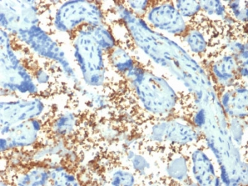 SPTA1 / Alpha Spectrin Antibody - IHC staining of FFPE human placenta with SPTA1 antibody (clone SPTA1/1810). Required HIER: boil tissue sections in pH6, 10mM citrate buffer, for 10-20 min followed by cooling at RT for 20 min.