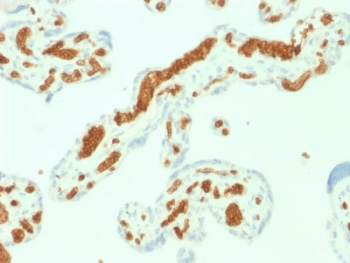 SPTA1 / Alpha Spectrin Antibody - IHC staining of FFPE human placenta with Spectrin alpha 1 antibody (clone SPTA1/1832). Required HIER: boil tissue sections in pH6, 10mM citrate buffer, for 10-20 min followed by cooling at RT for 20 min.