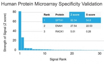 SPTA1 / Alpha Spectrin Antibody - Analysis of HuProt(TM) microarray containing more than 19,000 full-length human proteins using Spectrin alpha 1 antibody (clone SPTA1/1832). These results demonstrate the foremost specificity of the SPTA1/1832 mAb. Z- and S- score: The Z-score represents the strength of a signal that an antibody (in combination with a fluorescently-tagged anti-IgG secondary Ab) produces when binding to a particular protein on the HuProt(TM) array. Z-scores are described in units of standard deviations (SDs) above the mean value of all signals generated on that array. If the targets on the HuProt(TM) are arranged in descending order of the Z-score, the S-score is the difference (also in units of SDs) between the Z-scores. The S-score therefore represents the relative target specificity of an Ab to its intended target.