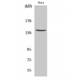 SPTAN1 / Alpha Fodrin Antibody - Western blot of Cleaved-Spectrin alpha II (D1185) antibody