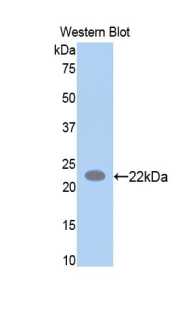 SPTAN1 / Alpha Fodrin Antibody - Western blot of recombinant SPTAN1 / Alpha Fodrin.  This image was taken for the unconjugated form of this product. Other forms have not been tested.