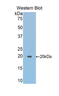 SPTAN1 / Alpha Fodrin Antibody - Western blot of recombinant SPTAN1 / Alpha Fodrin.  This image was taken for the unconjugated form of this product. Other forms have not been tested.