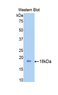 SPTAN1 / Alpha Fodrin Antibody - Western blot of recombinant SPTAN1 / Alpha Fodrin.  This image was taken for the unconjugated form of this product. Other forms have not been tested.