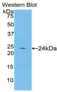 SPTAN1 / Alpha Fodrin Antibody - Western blot of recombinant SPTAN1 / Alpha Fodrin.  This image was taken for the unconjugated form of this product. Other forms have not been tested.