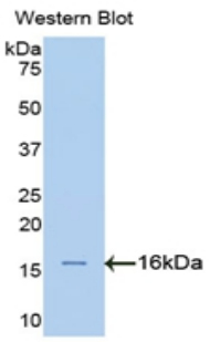 SPTAN1 / Alpha Fodrin Antibody - Western blot of recombinant SPTAN1 / Alpha Fodrin.  This image was taken for the unconjugated form of this product. Other forms have not been tested.