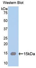 SPTAN1 / Alpha Fodrin Antibody - Western Blot; Sample: Recombinant SPTAN1, Human.