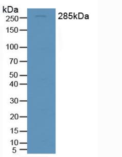 SPTAN1 / Alpha Fodrin Antibody - Western Blot; Sample: Rat Brain Tissue.