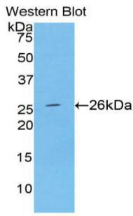 SPTAN1 / Alpha Fodrin Antibody - Western blot of recombinant SPTAN1 / Alpha Fodrin.  This image was taken for the unconjugated form of this product. Other forms have not been tested.