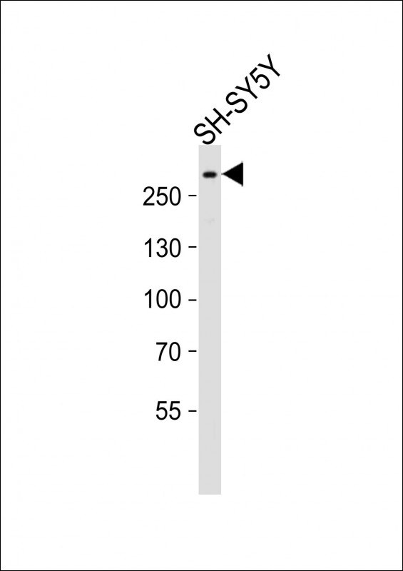 SPTAN1 / Alpha Fodrin Antibody - Anti-SPTAN1 Antibody at 1:2000 dilution + SH-SY5Y whole cell lysates Lysates/proteins at 20 ug per lane. Secondary Goat Anti-Rabbit IgG, (H+L), Peroxidase conjugated at 1/10000 dilution Predicted band size : 285 kDa Blocking/Dilution buffer: 5% NFDM/TBST.