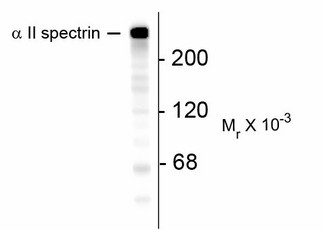 SPTAN1 / Alpha Fodrin Antibody - Western Blot of SPTAN1 antibody. Western blot of mouse brain lysate showing specific immunolabeling of ~240k SPTAN1 protein