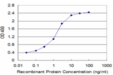 SPTBN2 Antibody - Detection limit for recombinant GST tagged SPTBN2 is approximately 0.1 ng/ml as a capture antibody.