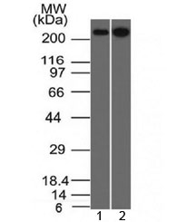 SPTBN2 Antibody - Western blot testing of human 1) HeLa and 2) HEK293 cell lysate with Spectrin beta III antibody (clone SPTBN2/1582). Predicted molecular weight ~246 kDa.