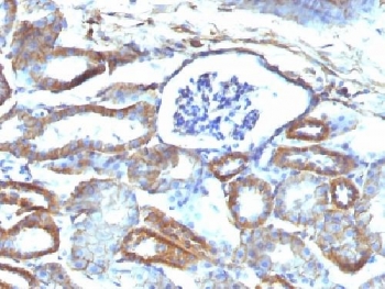 SPTBN2 Antibody - IHC testing of FFPE mouse kidney with Spectrin beta III antibody (clone SPTBN2/1584). Required HIER: boil tissue sections in 10mM citrate buffer, pH 6, for 10-20 min followed by cooling at RT for 20 min.
