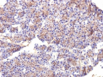 SPTBN2 Antibody - IHC testing of FFPE rat pancreas with Spectrin beta III antibody (clone SPTBN2/1584). Required HIER: boil tissue sections in 10mM citrate buffer, pH 6, for 10-20 min followed by cooling at RT for 20 min.