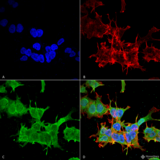 SPTBN4 Antibody - Immunocytochemistry/Immunofluorescence analysis using Mouse Anti-beta 4 Spectrin Monoclonal Antibody, Clone S393-2. Tissue: Neuroblastoma cell line (SK-N-BE). Species: Human. Fixation: 4% Formaldehyde for 15 min at RT. Primary Antibody: Mouse Anti-beta 4 Spectrin Monoclonal Antibody  at 1:100 for 60 min at RT. Secondary Antibody: Goat Anti-Mouse ATTO 488 at 1:100 for 60 min at RT. Counterstain: Phalloidin Texas Red F-Actin stain; DAPI (blue) nuclear stain at 1:1000; 1:5000 for 60 min RT, 5 min RT. Localization: Cytoplasm. Magnification: 60X. (A) DAPI (blue) nuclear stain. (B) Phalloidin Texas Red F-Actin stain. (C) beta 4 Spectrin Antibody. (D) Composite.