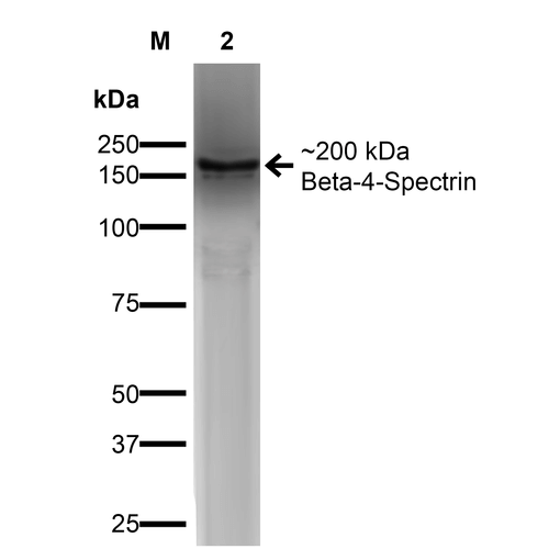 SPTBN4 Antibody - Western Blot analysis of COS-Beta-4-Spectrin-His showing detection of ~ 200 kDa Beta-4-Spectrin protein using Mouse Anti-Beta-4-Spectrin Monoclonal Antibody, Clone S393-2. Lane 1: MW Ladder. Lane 2: COS-Beta-4-Spectrin-His. Load: 15 µg. Block: 2% GE Healthcare Blocker for 1 hour at RT. Primary Antibody: Mouse Anti-Beta-4-Spectrin Monoclonal Antibody  at 1:1000 for 16 hours at 4°C. Secondary Antibody: Goat Anti-Mouse IgG: HRP at 1:200 for 1 hour at RT. Color Development: ECL solution for 6 min at RT. Predicted/Observed Size: ~ 200 kDa.