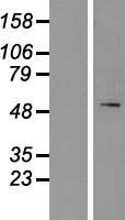 SPTLC1 / HSN1 Protein - Western validation with an anti-DDK antibody * L: Control HEK293 lysate R: Over-expression lysate