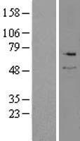 SPTLC2 / LCB2 Protein - Western validation with an anti-DDK antibody * L: Control HEK293 lysate R: Over-expression lysate