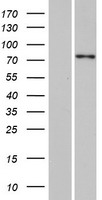 SPTY2D1 Protein - Western validation with an anti-DDK antibody * L: Control HEK293 lysate R: Over-expression lysate