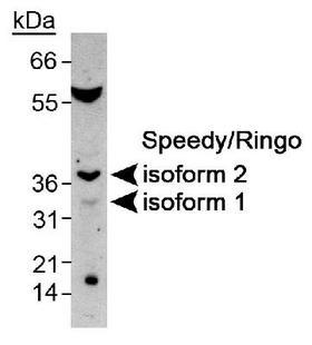 SPY1 / SPDYA Antibody - Detection of Speedy/Ringo in mouse testis using antibody at 2 ug/ml.  This image was taken for the unconjugated form of this product. Other forms have not been tested.