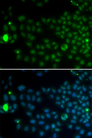 SPY1 / SPDYA Antibody - Immunofluorescence analysis of MCF-7 cells using SPDYA antibody. Blue: DAPI for nuclear staining.