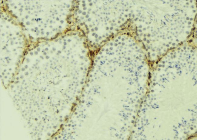 SPY1 / SPDYA Antibody - 1:100 staining mouse testis tissue by IHC-P. The sample was formaldehyde fixed and a heat mediated antigen retrieval step in citrate buffer was performed. The sample was then blocked and incubated with the antibody for 1.5 hours at 22°C. An HRP conjugated goat anti-rabbit antibody was used as the secondary.