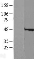SPY1 / SPDYA Protein - Western validation with an anti-DDK antibody * L: Control HEK293 lysate R: Over-expression lysate