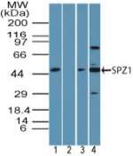 SPZ1 Antibody - Western blot of SPZ1 in human testis lysate in the 1) absence and2) presence of immunizing peptide, 3) mouse testis lysate and 4) rat testis lysate using Peptide-affinity Purified Polyclonal Antibody to SPZ1 at 3 ug/ml in human and 1 ug/ml in mouse and rat samples. Goat anti-rabbit Ig HRP secondary antibody, and PicoTect ECL substrate solution, were used for this test.