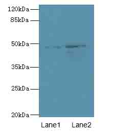 SPZ1 Antibody - Western blot. All lanes: SPZ1 antibody at 4 ug/ml. Lane 1: Mouse gonadal tissue. Lane 2: NIH/3T3 whole cell lysate. Secondary Goat polyclonal to Rabbit IgG at 1:10000 dilution. Predicted band size: 49 kDa. Observed band size: 49 kDa.