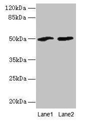 SPZ1 Antibody - Western blot All lanes: SPZ1 antibody at 4µg/ml Lane 1: Mouse gonadal tissue Lane 2: NIH/3T3 whole cell lysate Secondary Goat polyclonal to rabbit IgG at 1/10000 dilution Predicted band size: 49 kDa Observed band size: 49 kDa