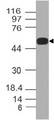 SPZ1 Antibody - Fig-1: Expression analysis of SPZ1/TSP1. Anti-SPZ1/TSP1 antibody was used at 1 µg/ml on h Skeletal muscle lysate.
