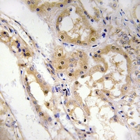 SPZ1 Antibody - Immunohistochemical analysis of SPZ1 staining in human kidney formalin fixed paraffin embedded tissue section. The section was pre-treated using heat mediated antigen retrieval with sodium citrate buffer (pH 6.0). The section was then incubated with the antibody at room temperature and detected using an HRP polymer system. DAB was used as the chromogen. The section was then counterstained with hematoxylin and mounted with DPX.