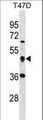 SQRDL Antibody - SQRDL Antibody western blot of T47D cell line lysates (35 ug/lane). The SQRDL antibody detected the SQRDL protein (arrow).