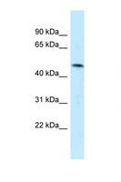 SQRDL Antibody - SQRDL antibody Western blot of HepG2 Cell lysate. Antibody concentration 1 ug/ml.  This image was taken for the unconjugated form of this product. Other forms have not been tested.