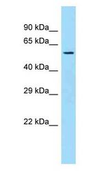 SQRDL Antibody - SQRDL antibody Western Blot of Mouse Liver.  This image was taken for the unconjugated form of this product. Other forms have not been tested.