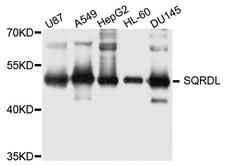 SQRDL Antibody - Western blot analysis of extract of various cells.