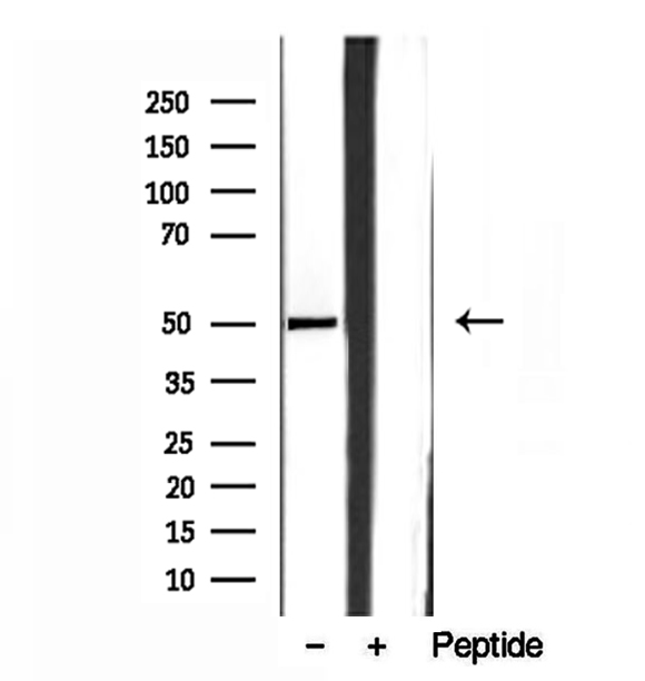 SQRDL Antibody - Western blot analysis of extracts of HepG2 cells using SQRDL antibody.