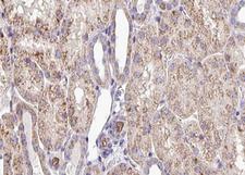 SQRDL Antibody - 1:100 staining mouse kidney tissue by IHC-P. The sample was formaldehyde fixed and a heat mediated antigen retrieval step in citrate buffer was performed. The sample was then blocked and incubated with the antibody for 1.5 hours at 22°C. An HRP conjugated goat anti-rabbit antibody was used as the secondary.