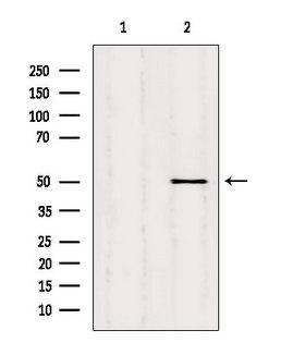 SQRDL Antibody - Western blot analysis of extracts of HeLa cells using SQRDL antibody. Lane 1 was treated with the blocking peptide.