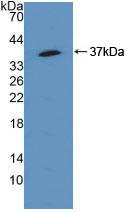 SQSTM1 Antibody - Western Blot; Sample: Recombinant SQSTM1, Human.