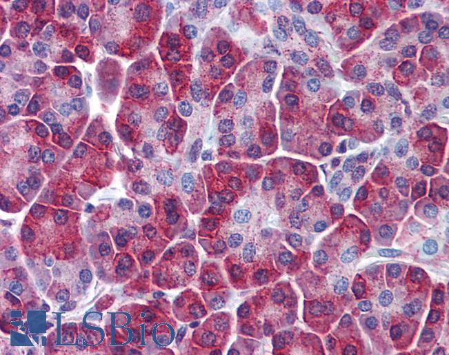 SQSTM1 Antibody - Anti-SQSTM1 antibody IHC of human pancreas. Immunohistochemistry of formalin-fixed, paraffin-embedded tissue after heat-induced antigen retrieval. Antibody concentration 5 ug/ml.  This image was taken for the unconjugated form of this product. Other forms have not been tested.